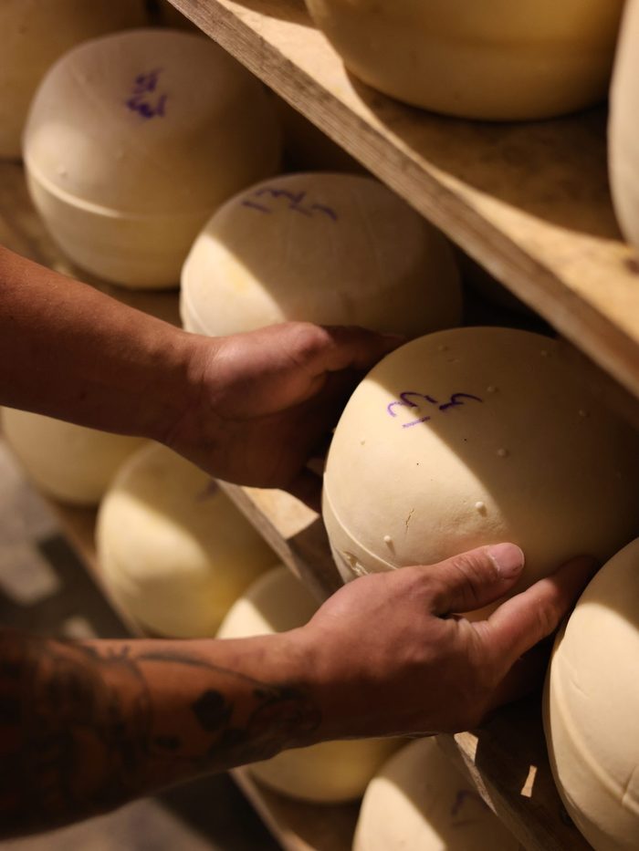 Manos acomodando hormas de queso en una cámara de maduración